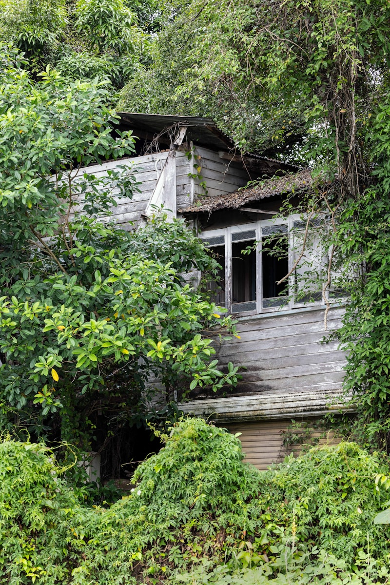 Before: Overgrown wooded acreage
