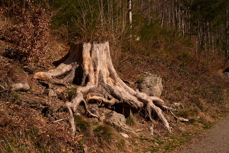 Before: Massive stumps with root systems